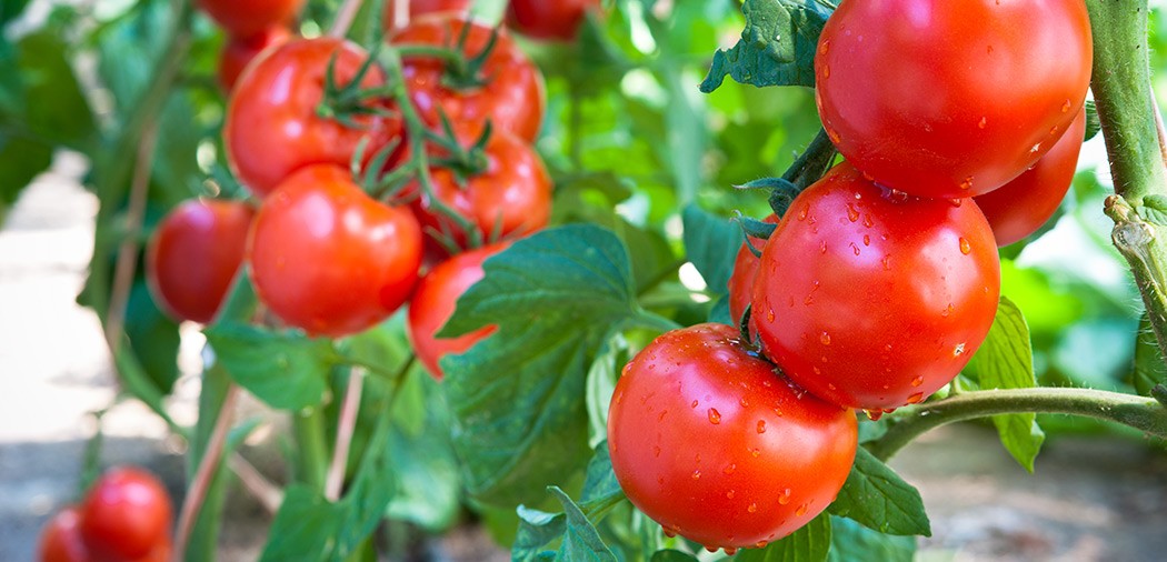 Цены на помидоры в России растут вторую неделю подряд