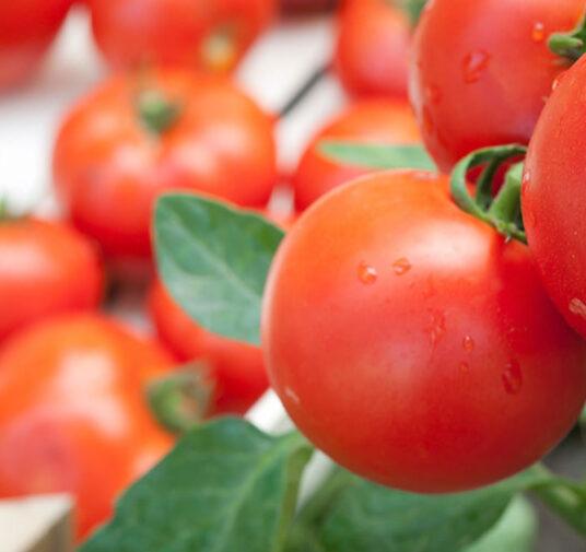 Россельхознадзор запретил импорт помидоров и перца из Армении