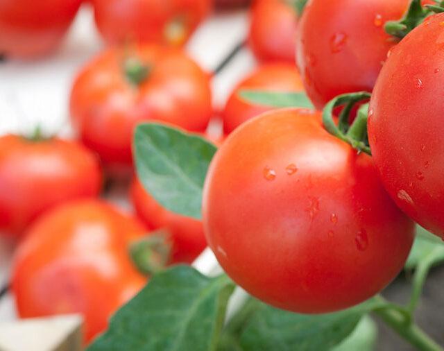 Россельхознадзор запретил импорт помидоров и перца из Армении