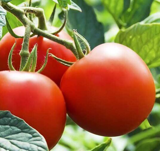 Почему томаты потеряли аромат?
