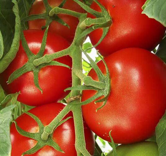 Оптимальные условия для выращивания томатов