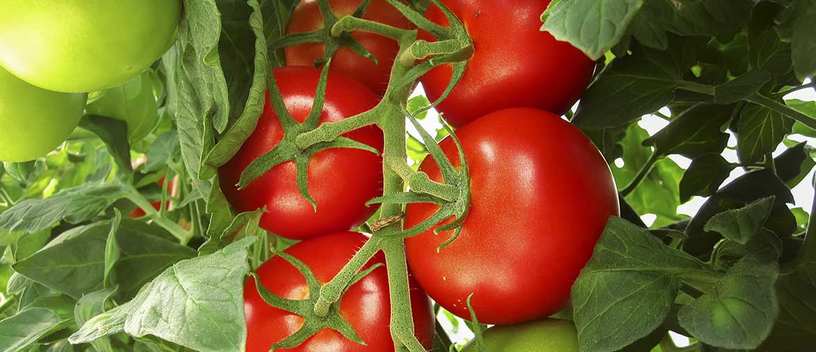 Оптимальные условия для выращивания томатов