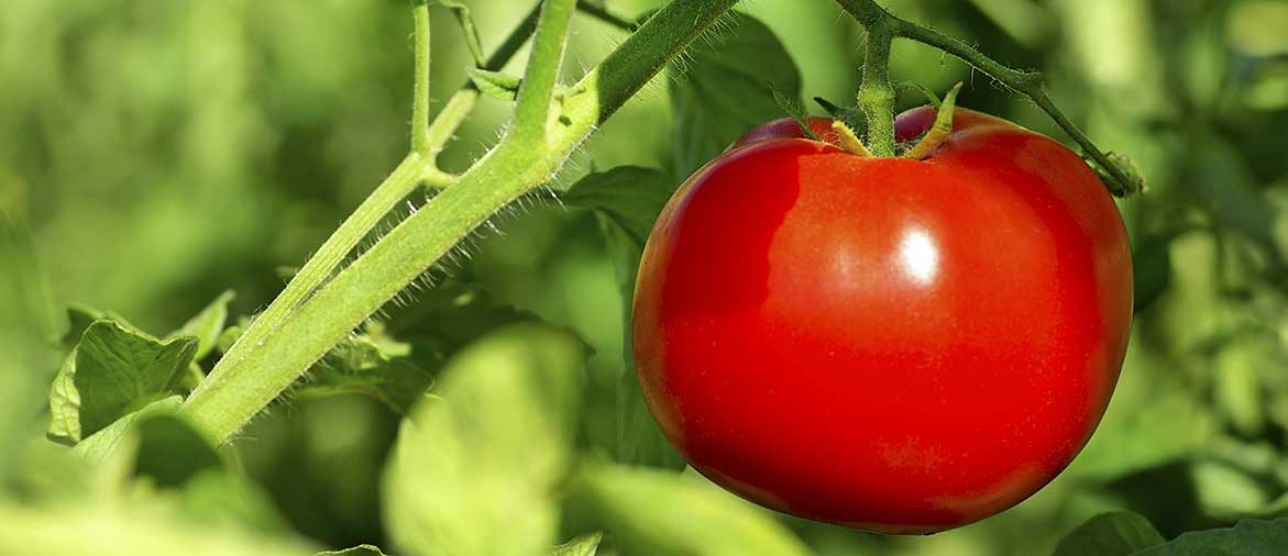 Умные плоды томата