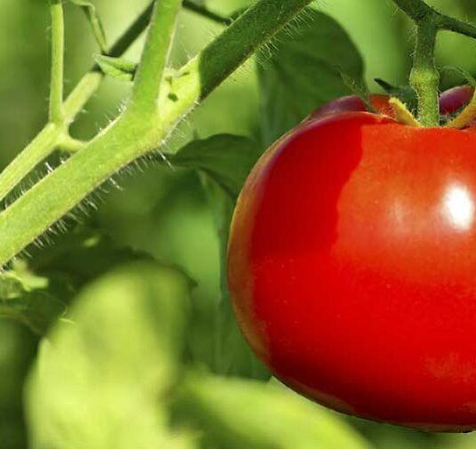 Производство томатов в ЕС сократится к 2031 году